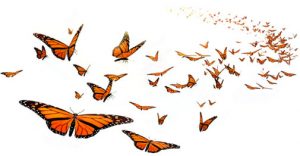 butterflies