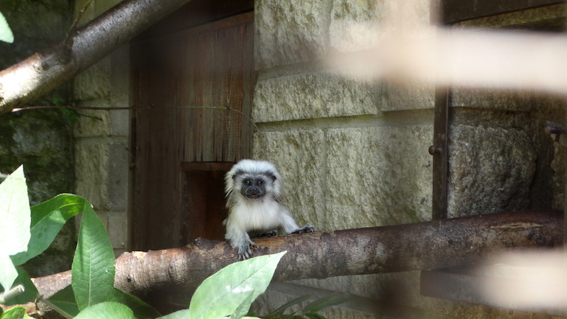 The new addition to the Binturong family - Coconut