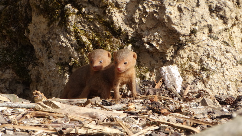 Dwarf Mongooses