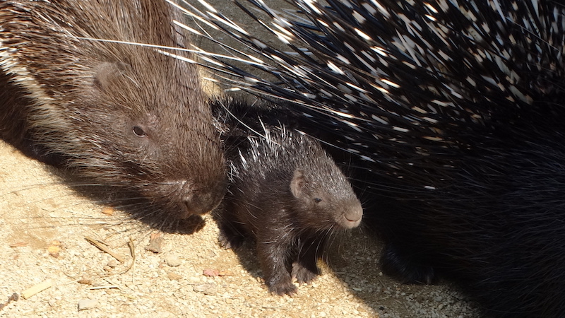 Porcupines babies (also known as Porcupettes)