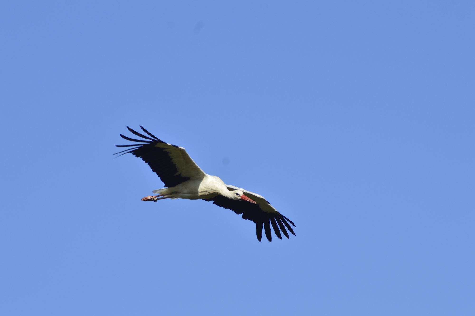 Stork bred at Cotswold Wildlife Park flying after release into the wild (1)