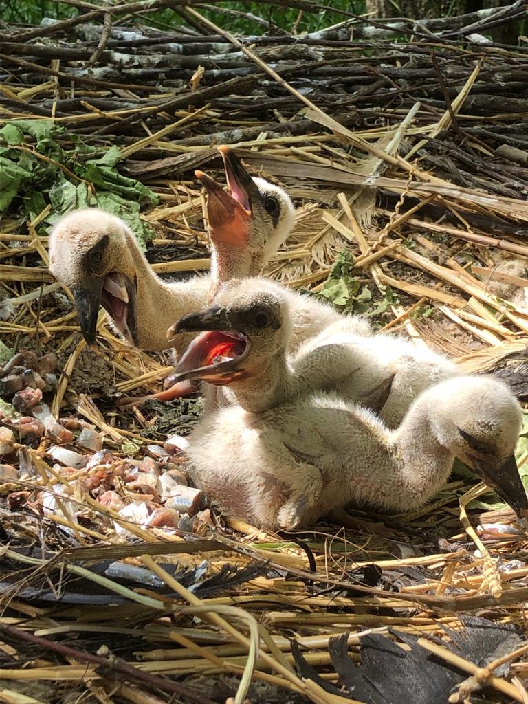 Stork chicks eating and calling Cotswold Wildlife Park Richard Wardle