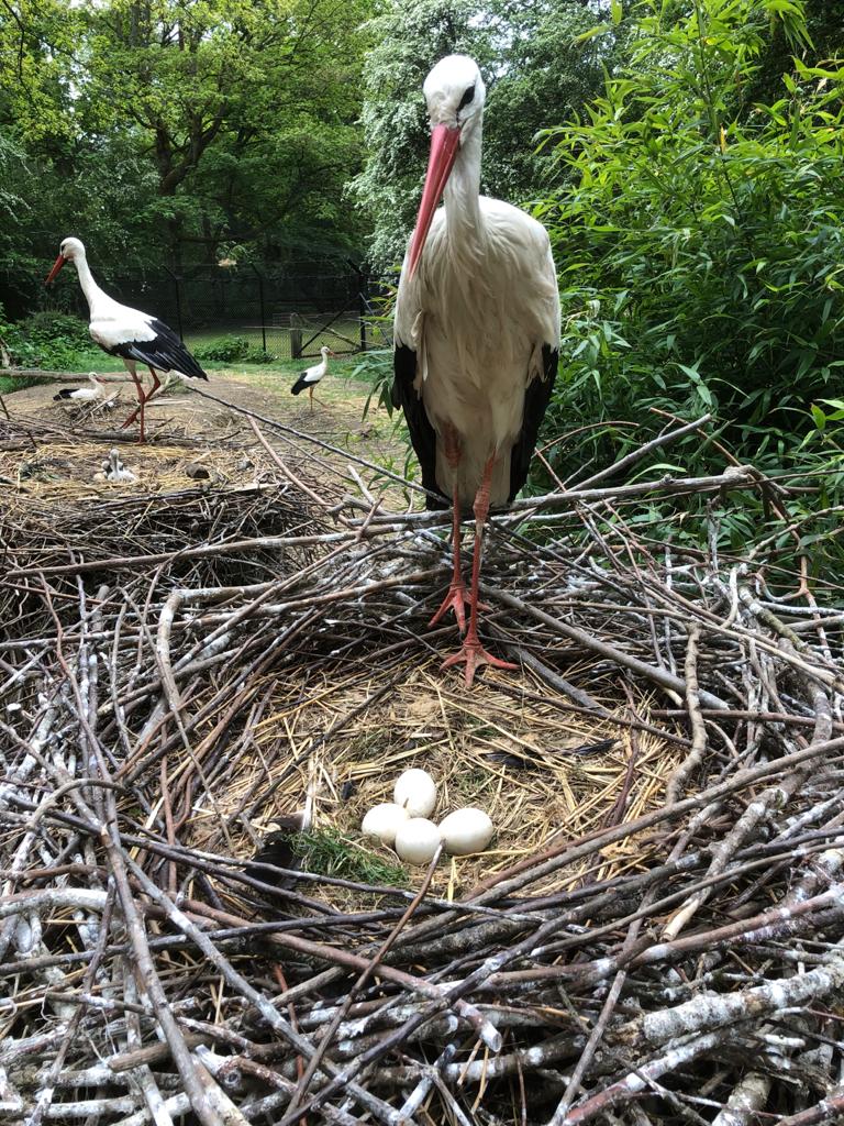 Stork parent by eggs Cotswold Wildlife Park Richard Wardle