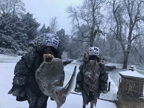 Rhinos Running in the snow!