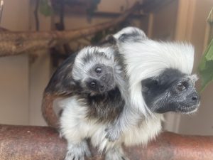 3 Baby Tamarins inside Tamarin House