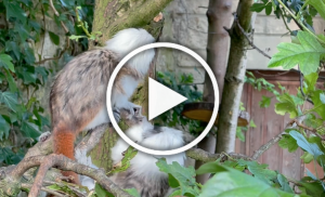 video play - twins exploring their enclosure