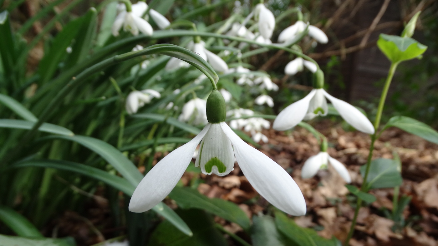 15 Snowdrops by the Owl house - Cotswold Wildlife park