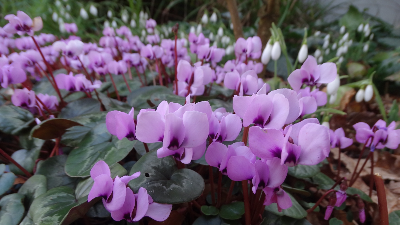 wdrops and cylamen by the Rhino House - Cotswold WildLife Park