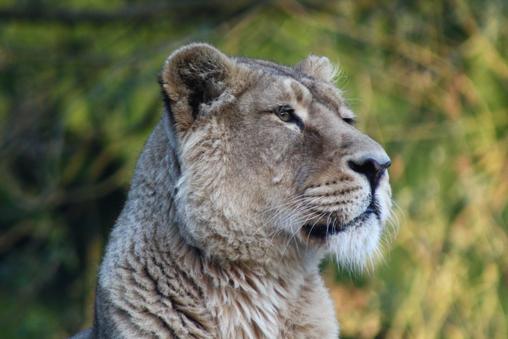 LIONESS-KANHA-TAKEN-BY-MAMMAL-KEEPER-JAMES-WELCH