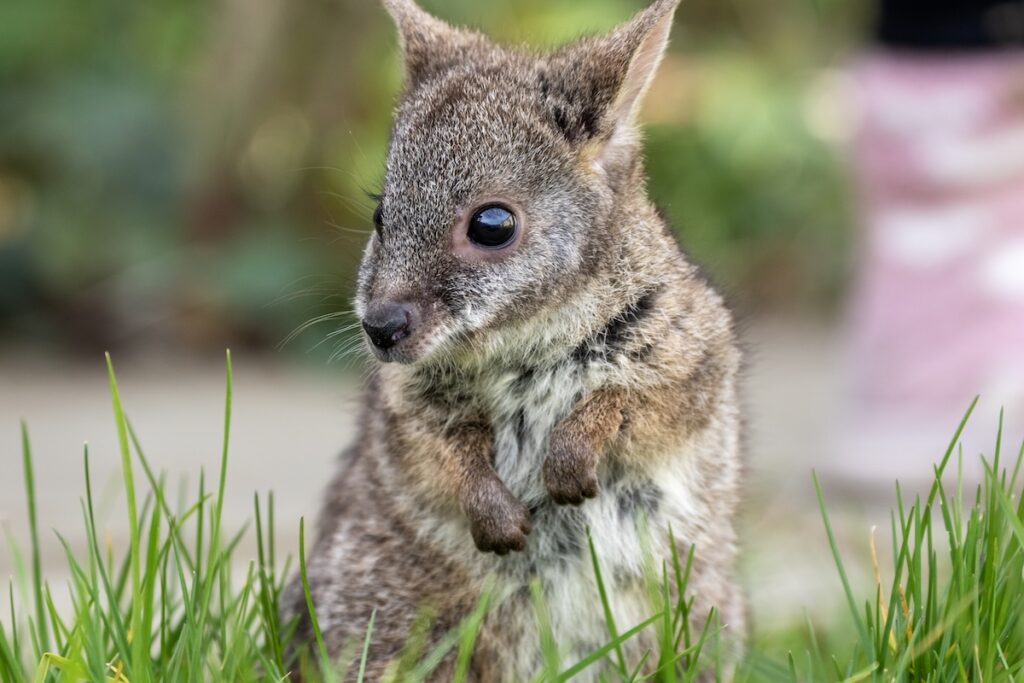 Keeper at Cotswold Wildlife Park becomes surrogate mother to the Park’s first orphaned Wallaby joey. and-reared at home: Keeper at Cotswold Wildlife Park becomes surrogate mother to the Park’s first orphaned Wallaby joey.