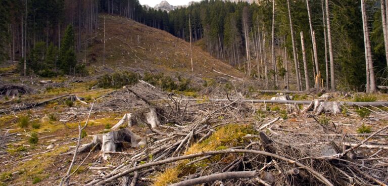 deforestation