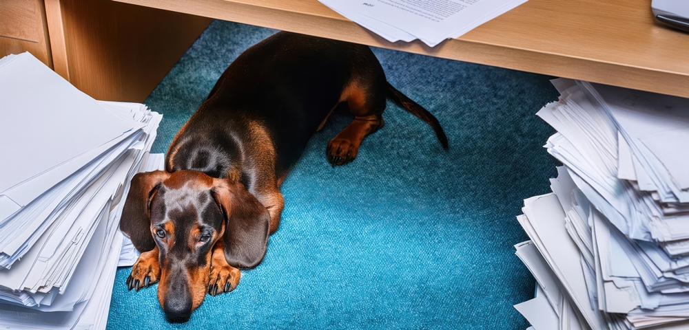 Not Every Dog Is an Office Dog office dogs